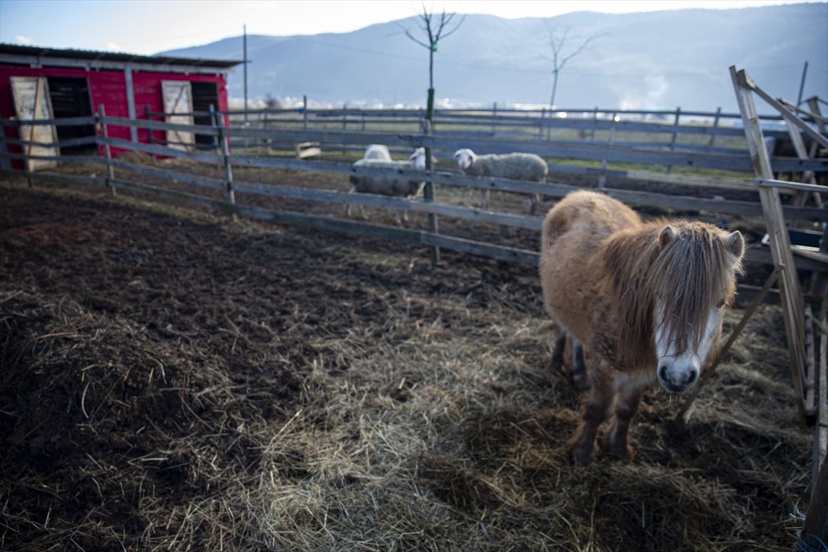 Ideja o zoološkom vrtu se rodila nakon što je Melvis Lokvančić na poklon dobio jelena Bambija, po kojem vrt i nosi ime
