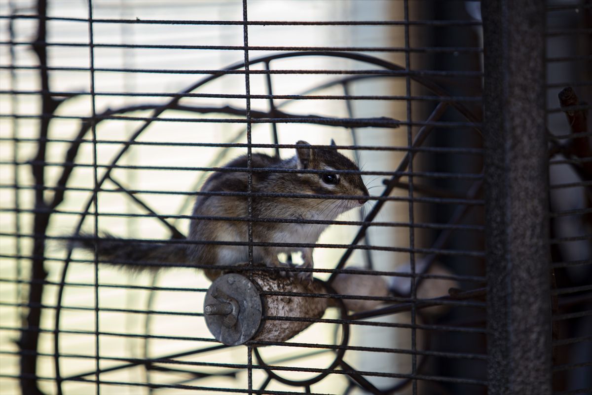 Ideja o zoološkom vrtu se rodila nakon što je Melvis Lokvančić na poklon dobio jelena Bambija, po kojem vrt i nosi ime
