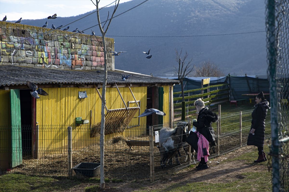 Ideja o zoološkom vrtu se rodila nakon što je Melvis Lokvančić na poklon dobio jelena Bambija, po kojem vrt i nosi ime
