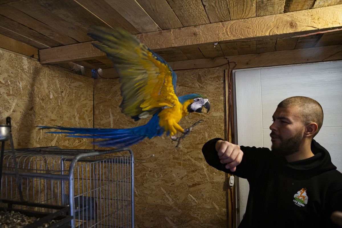 Ideja o zoološkom vrtu se rodila nakon što je Melvis Lokvančić na poklon dobio jelena Bambija, po kojem vrt i nosi ime
