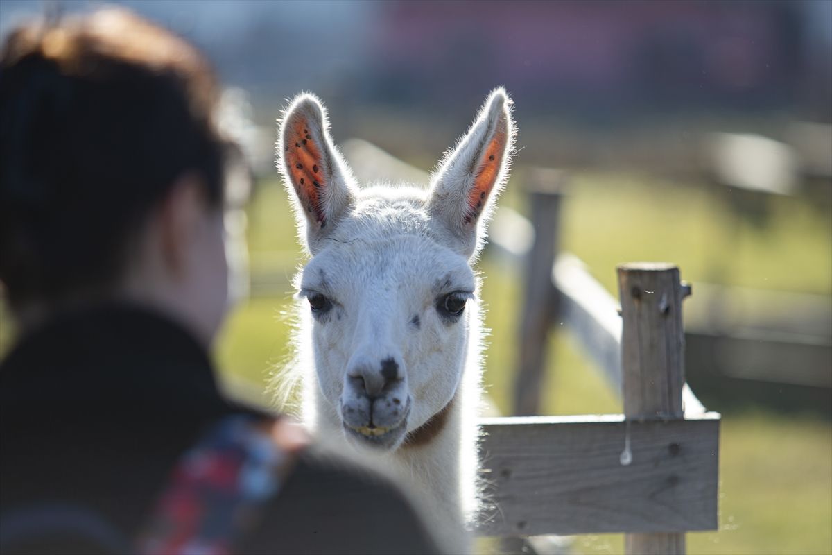 Ideja o zoološkom vrtu se rodila nakon što je Melvis Lokvančić na poklon dobio jelena Bambija, po kojem vrt i nosi ime
