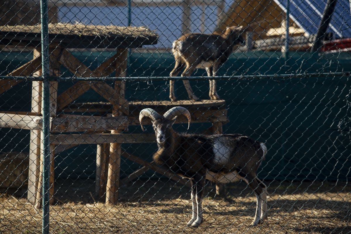Ideja o zoološkom vrtu se rodila nakon što je Melvis Lokvančić na poklon dobio jelena Bambija, po kojem vrt i nosi ime
