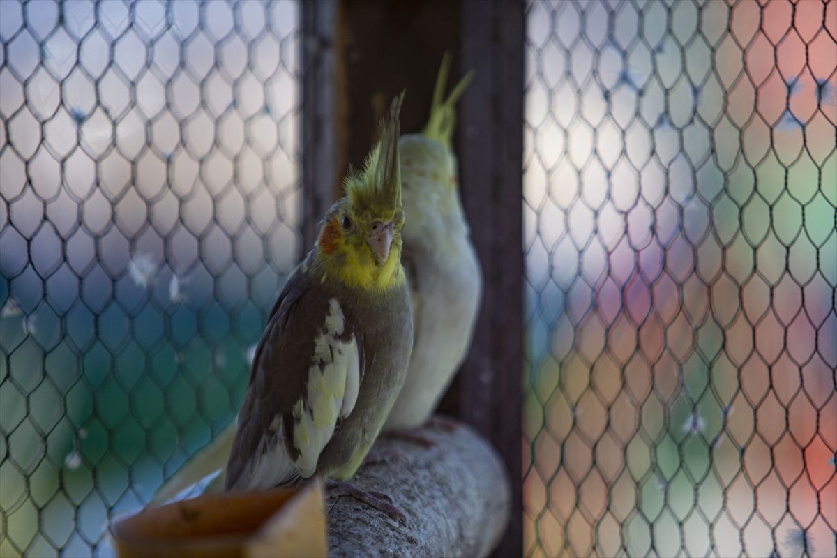 Ideja o zoološkom vrtu se rodila nakon što je Melvis Lokvančić na poklon dobio jelena Bambija, po kojem vrt i nosi ime
