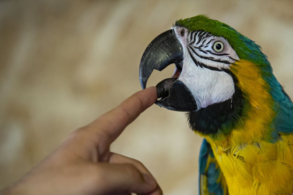 Ideja o zoološkom vrtu se rodila nakon što je Melvis Lokvančić na poklon dobio jelena Bambija, po kojem vrt i nosi ime
