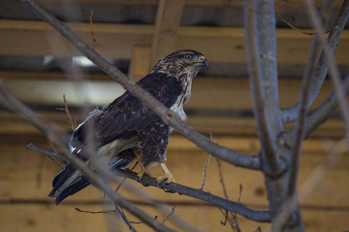 Ideja o zoološkom vrtu se rodila nakon što je Melvis Lokvančić na poklon dobio jelena Bambija, po kojem vrt i nosi ime
