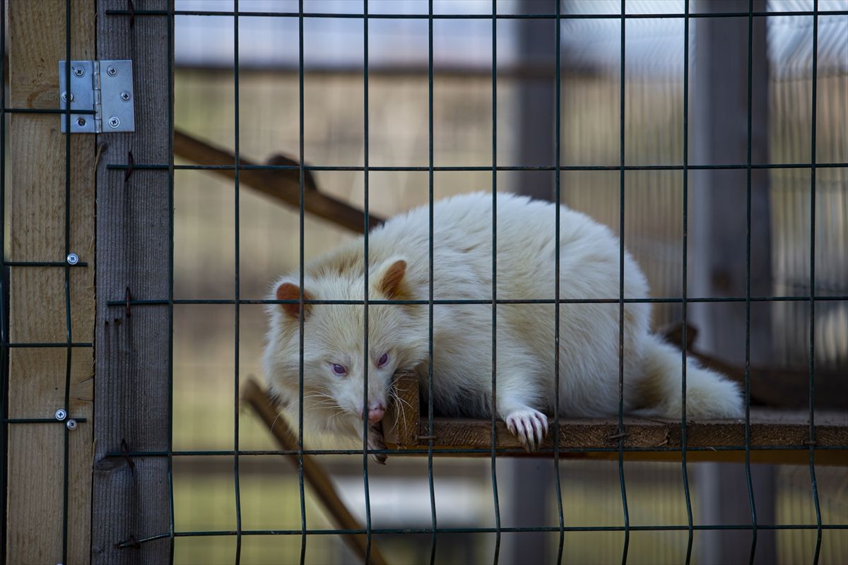 Ideja o zoološkom vrtu se rodila nakon što je Melvis Lokvančić na poklon dobio jelena Bambija, po kojem vrt i nosi ime
