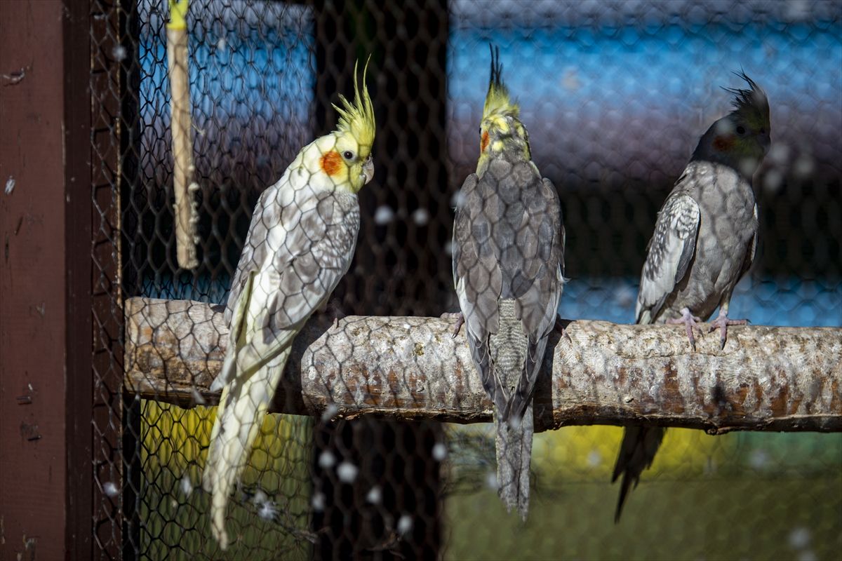 Ideja o zoološkom vrtu se rodila nakon što je Melvis Lokvančić na poklon dobio jelena Bambija, po kojem vrt i nosi ime
