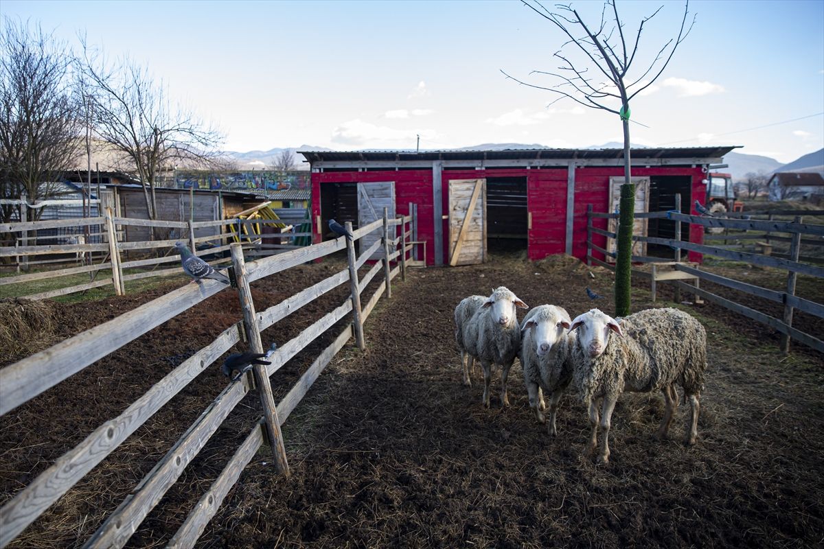 Ideja o zoološkom vrtu se rodila nakon što je Melvis Lokvančić na poklon dobio jelena Bambija, po kojem vrt i nosi ime
