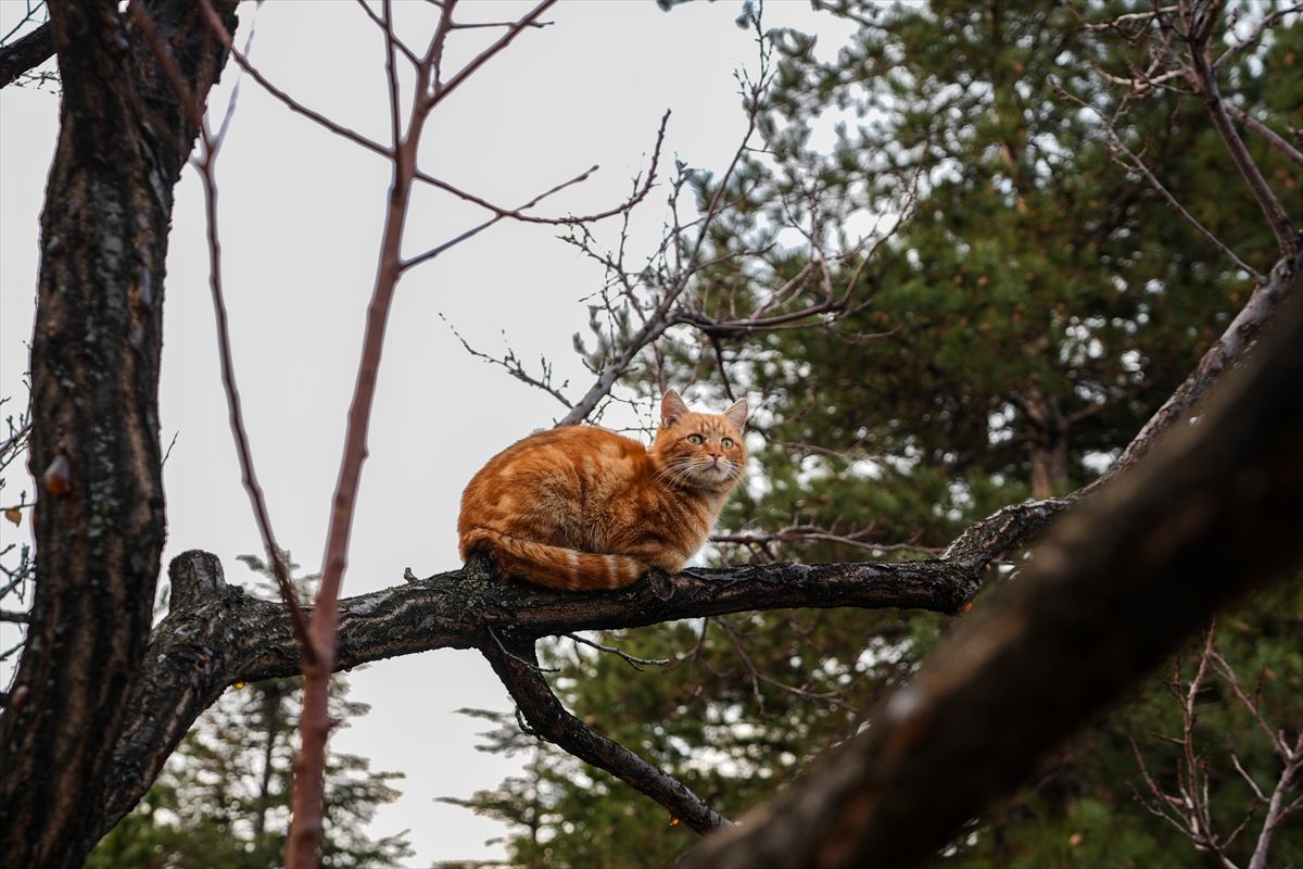 Na današnji dan 1990. godine u Italiji je ustanovljen Praznik mačaka, koji je ubrzo registriran kao Svjetski dan mačaka.