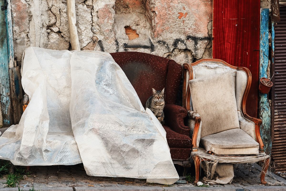 Na današnji dan 1990. godine u Italiji je ustanovljen Praznik mačaka, koji je ubrzo registriran kao Svjetski dan mačaka.