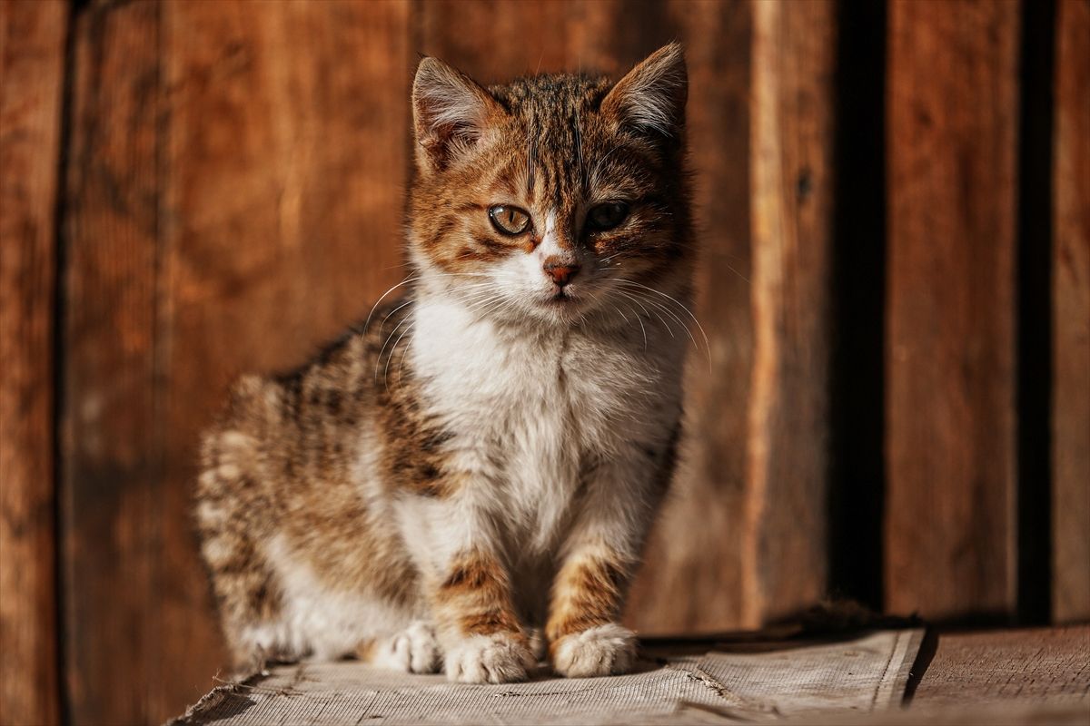 Na današnji dan 1990. godine u Italiji je ustanovljen Praznik mačaka, koji je ubrzo registriran kao Svjetski dan mačaka.