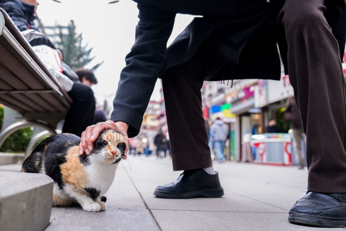 Na današnji dan 1990. godine u Italiji je ustanovljen Praznik mačaka, koji je ubrzo registriran kao Svjetski dan mačaka.