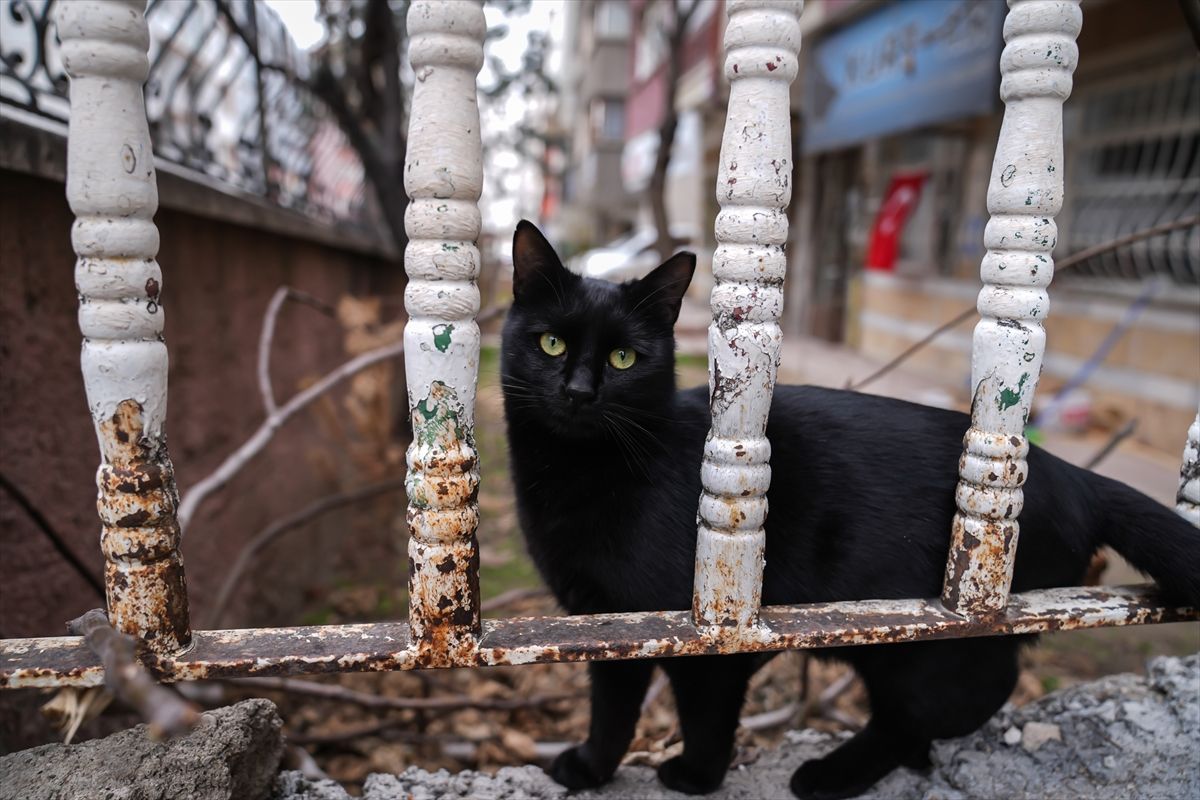 Na današnji dan 1990. godine u Italiji je ustanovljen Praznik mačaka, koji je ubrzo registriran kao Svjetski dan mačaka.