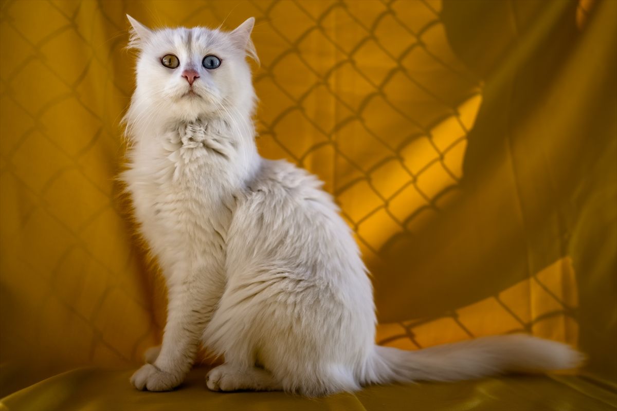 Na današnji dan 1990. godine u Italiji je ustanovljen Praznik mačaka, koji je ubrzo registriran kao Svjetski dan mačaka.