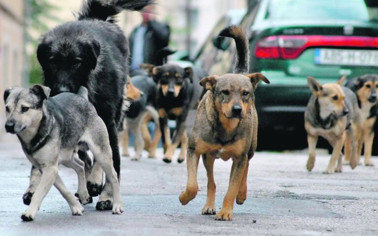 Kreće masovna sterilizacija i vakcinacija pasa lutalica na području Kantona Sarajevo