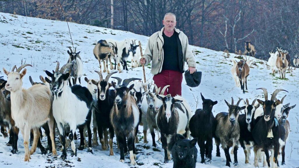 Ko god hoće lagan posao i sigurnu zaradu, neka se okrene kozama, poručuje Fuško kroz osmijeh