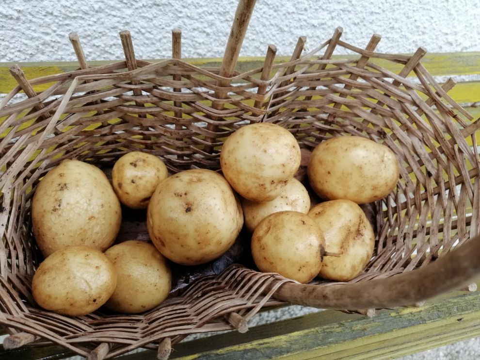Granična inspekcija zabranila uvoz 25 tona krompira iz Egipta u BiH