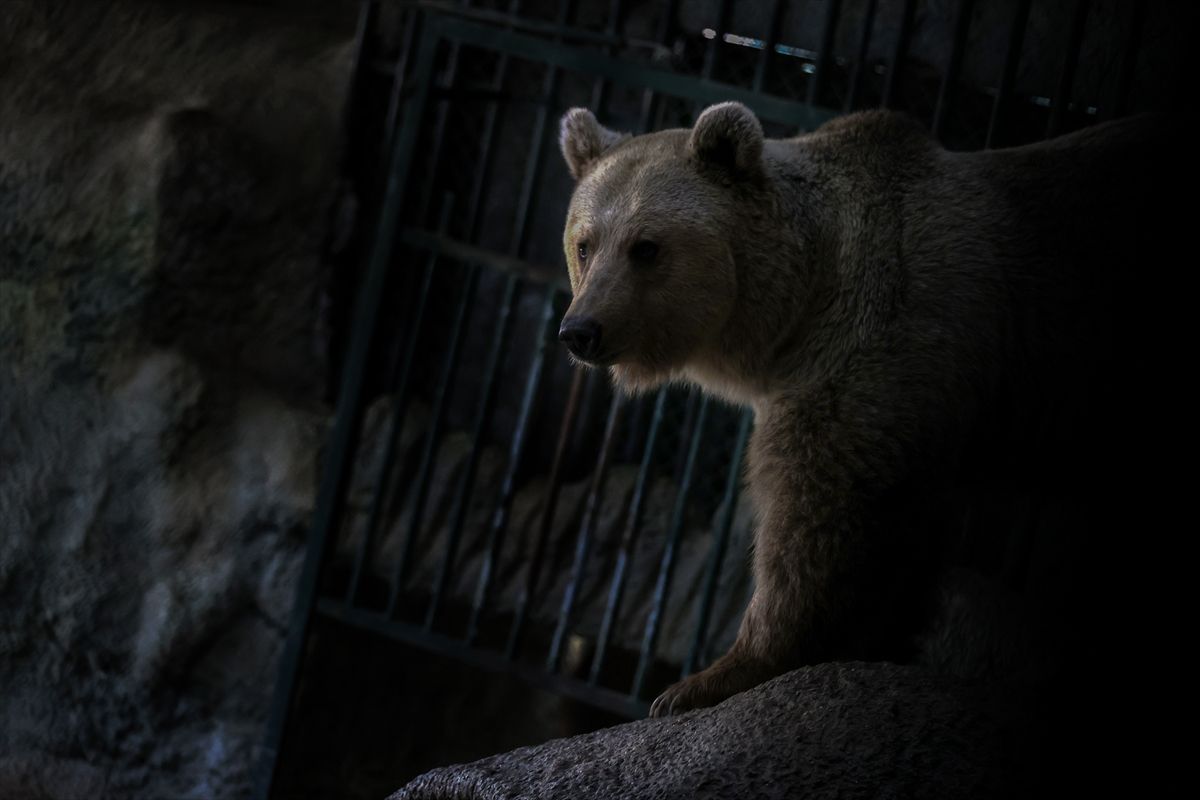 Medvjedi Efe i Ege ne spavaju zimski san zbog visokih temperatura