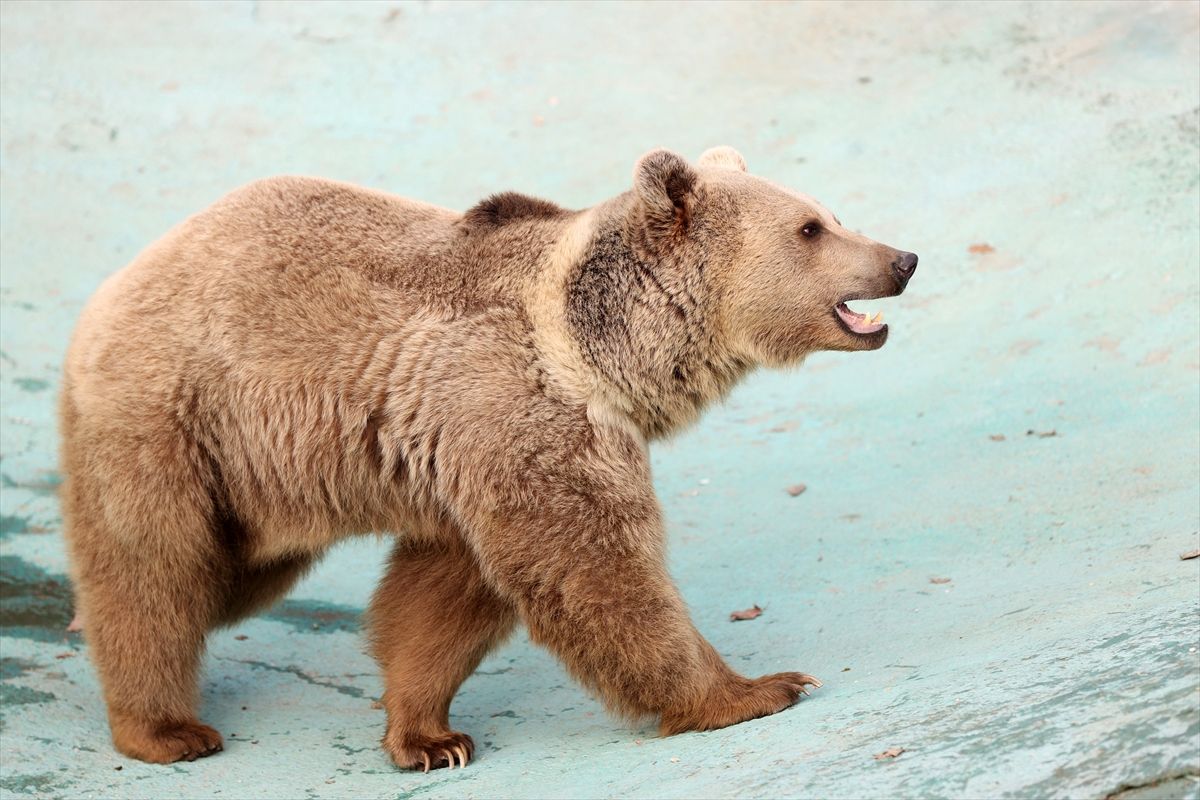Medvjedi Efe i Ege ne spavaju zimski san zbog visokih temperatura