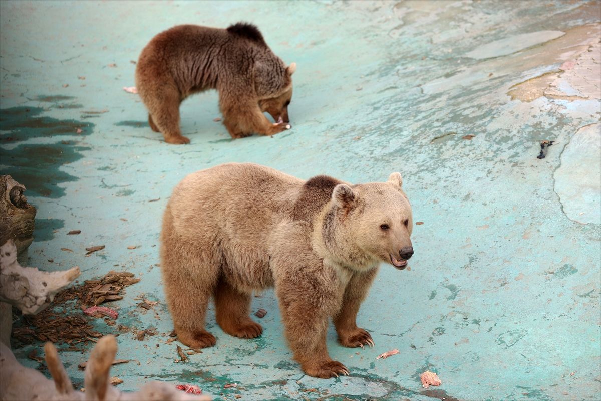 Pronađeni iscrpljeni u prirodi kao mladunci i dovedeni u Centar za rehabilitaciju divljih životinja općine Karatay