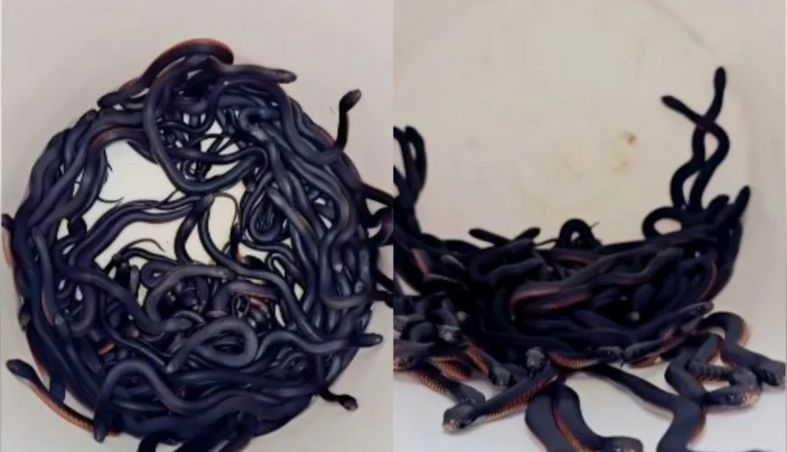 Kerewaro je rekao da je ovo rekordan ulov i da se najčešće lovci na zmije susreću sa količinom od pet do 15 zmija
