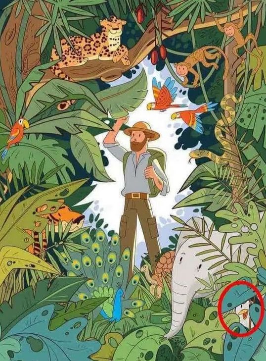 Možete li pronaći pingvina skrivenog u džungli?