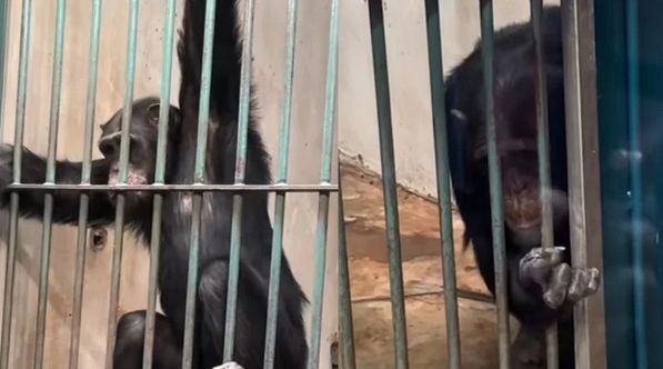 U nedjelju, 23. februara 2025. godine, bosanskohercegovački fotograf Dženad Džino, objavio je snimak majmuna u zoološkom vrtu u Beogradu.