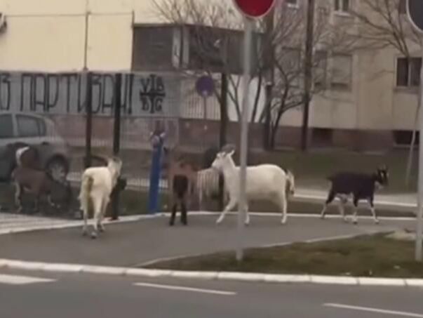 Šest koza lutalo je između dvije saobraćajne trake, usput su jele travu sa male zelene površine koja se nalazi u blizini pješačkog prelaza