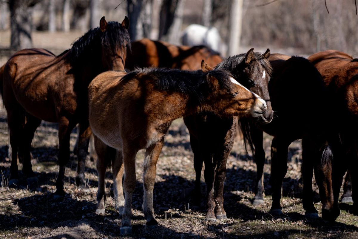  Krda su sastavni dio ekološke ravnoteže u tom području, ali i dio kulturnog naslijeđa Camliderea, što u slobodnom prevodi znači “boroviti potok“