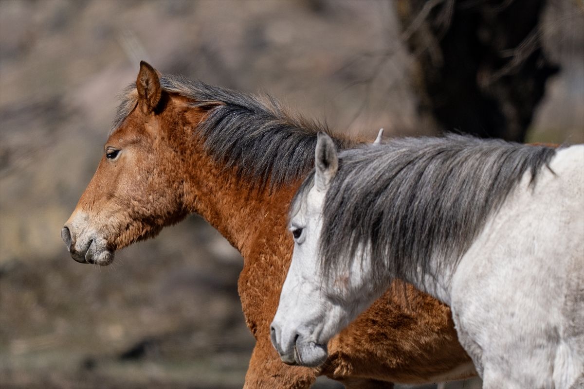  Krda su sastavni dio ekološke ravnoteže u tom području, ali i dio kulturnog naslijeđa Camliderea, što u slobodnom prevodi znači “boroviti potok“