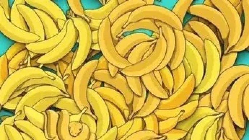 Ukusna mozgalica: Hrpa banana i samo 20 sekundi da pronađete životinju koja se vješto sakrila