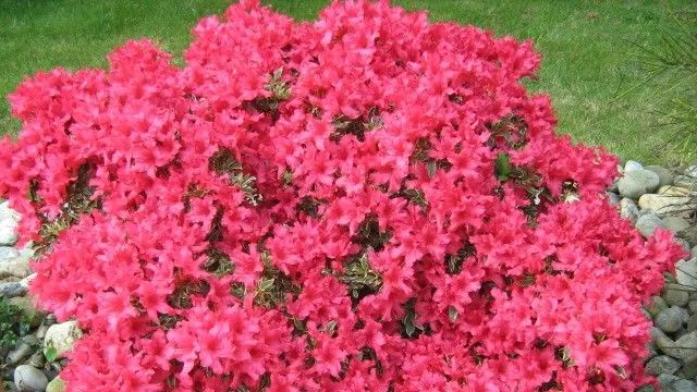 Ova biljka nosi snažnu simboliku ljubavi i nježnosti, zbog čega je omiljen dar majkama                               