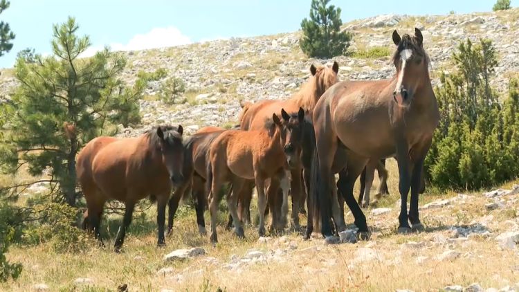 Doline posute stijenama i surove planine zapadne Bosne i Hercegovine skrivaju nedostižan i neobičan prizor: krda poludivljih konja koja slobodno šetaju krajolikom