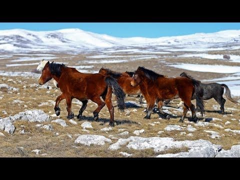 BBC o prirodnom fenomenu BiH: Zemlja u kojoj konji slobodno šetaju