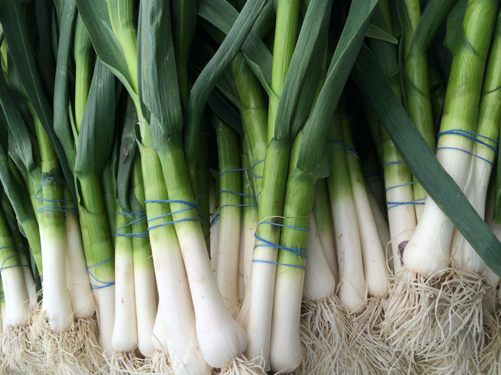 Sezona je mladog luka: Zašto biste ga trebali uvrstiti u svoju ishranu