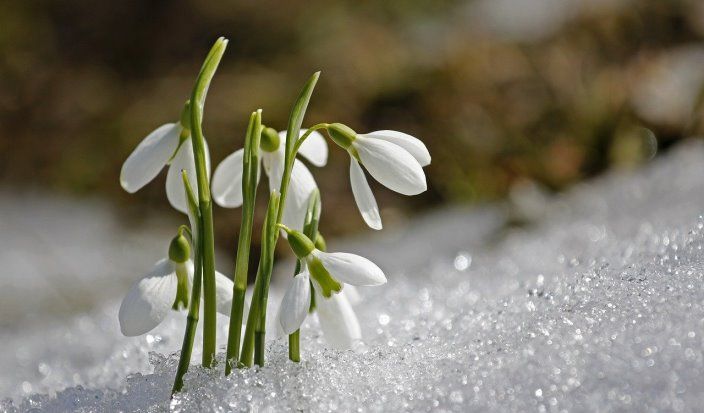 Klimatološko proljeće obuhvata period od 1.mart – 31.maj 2025. godine