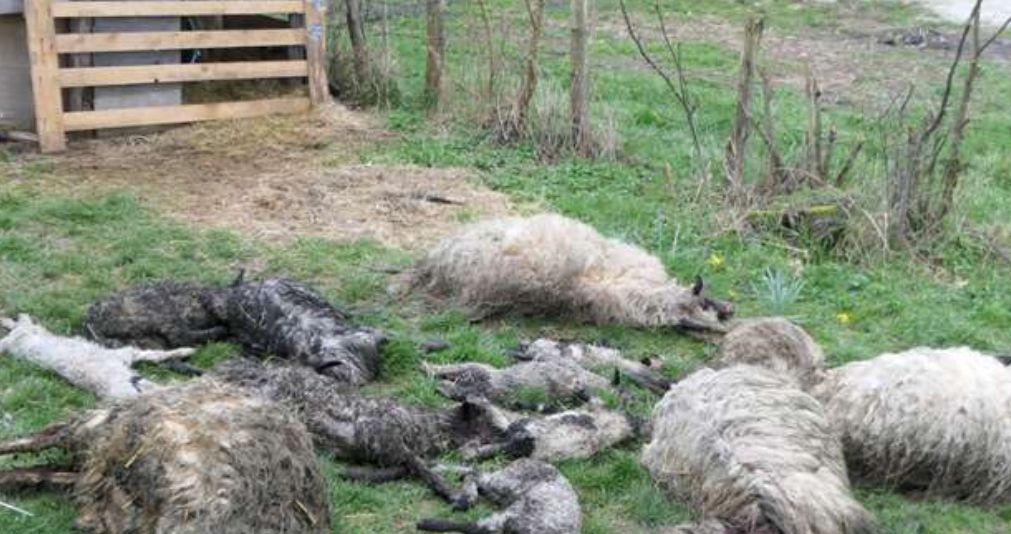 Fuad je utučen, veli, nije samo stvar u materijalnoj šteti, iako mu je stado jedini izvor prihoda