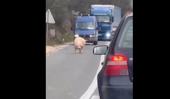 Dok se vozači pokušavali snaći u realnom saobraćaju, korisnici interneta uživali su u apsurdu.