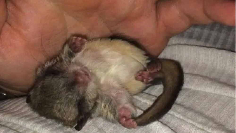 Tako je započelo putovanje nade i prijateljstva koje je promenilo Jeffov život i dalo mu novog prijatelja