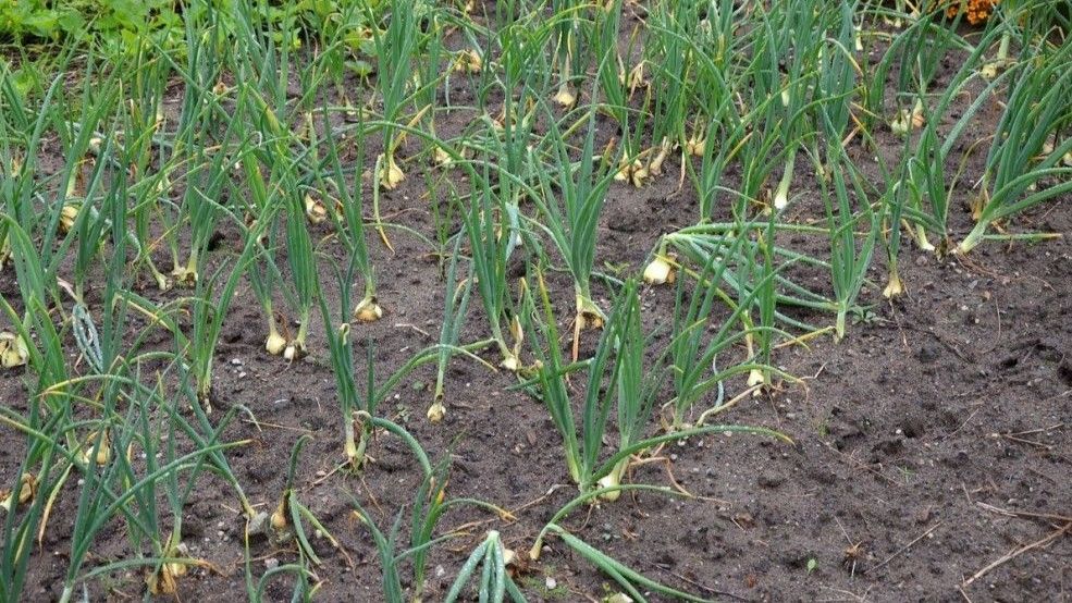 Tradicionalno, ovo se rješavalo plodoredom, ali danas su mješovite kulture sve popularnije