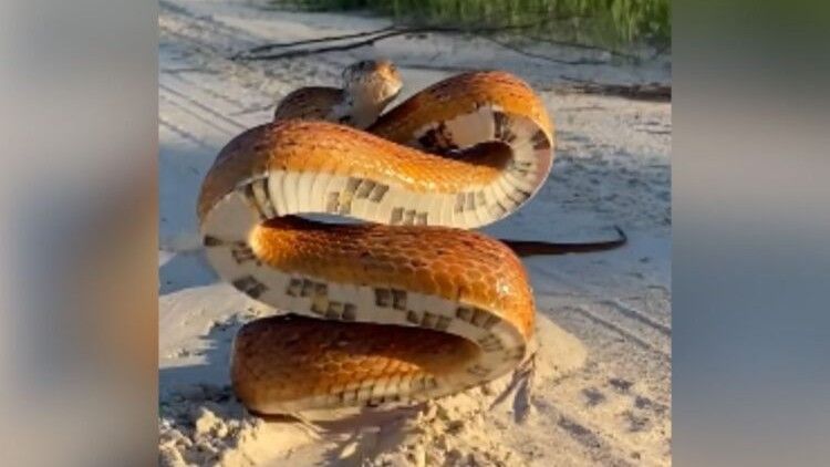 acebookom kruži snimak zmije za koju je kamerman naivno mislio da pozira za kameru, ali je jako pogriješio