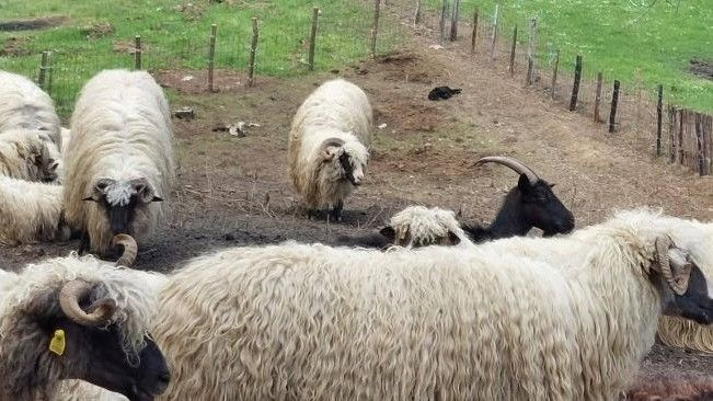 Farma ovaca je od prvih naseljenih kuća udaljena oko kilometar, priča Fedahija, pa zato niko nije ni čuo da se nešto dešava u toru
