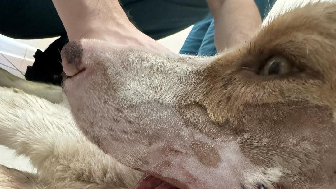 Operacija uklanjanja inficiranog tkiva prošla je dobro, a život mu je spašen zahvaljujući transfuziji krvi koju mu je dao drugi pas