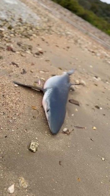 Slučaj u Hrvatskoj: Pas zgrabio morskog psa koji se nasukao na plažu