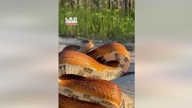 acebookom kruži snimak zmije za koju je kamerman naivno mislio da pozira za kameru, ali je jako pogriješio