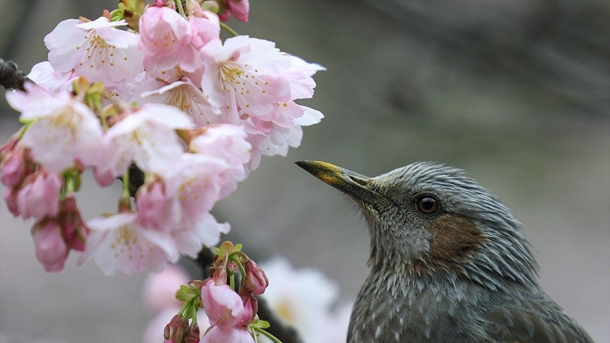 Tokio skriva mnoštvo predivnih parkova koji su prave oaze mira i nevjerojatne prirodne ljepote