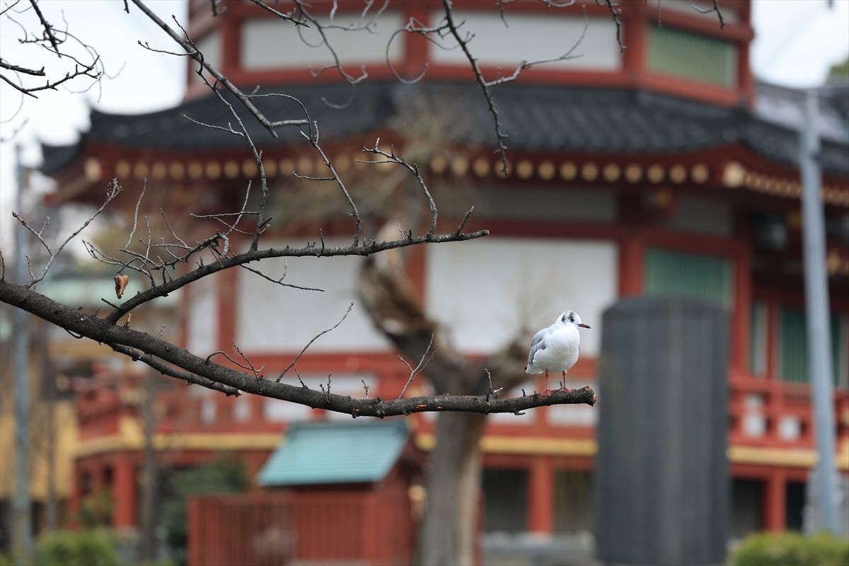 Tokio skriva mnoštvo predivnih parkova koji su prave oaze mira i nevjerojatne prirodne ljepote
