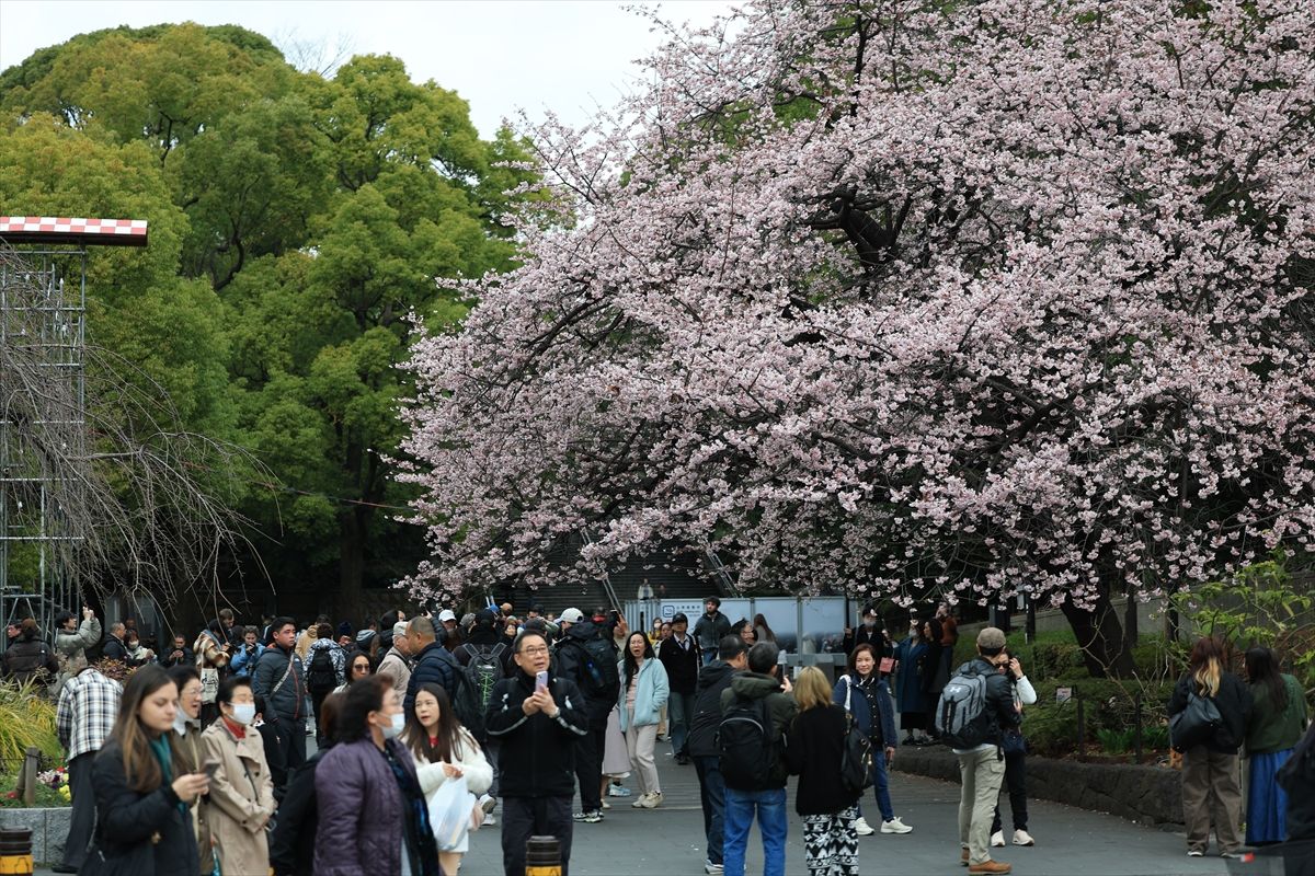 Proljeće u Tokiju: Prekrasni prozori privukli turiste iz raznih krajeva svijeta