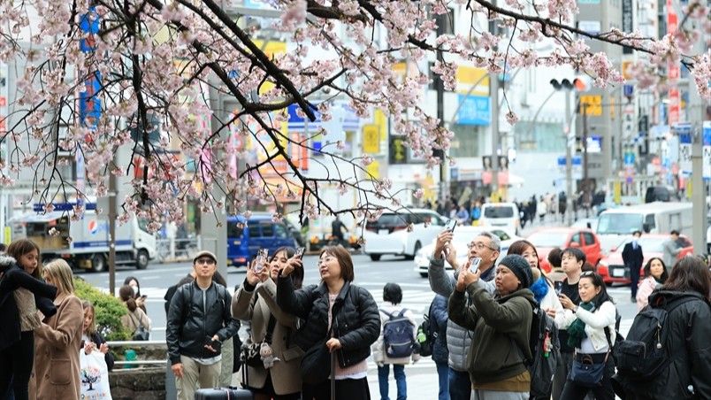 Proljeće u Tokiju: Prekrasni prozori privukli turiste iz raznih krajeva svijeta