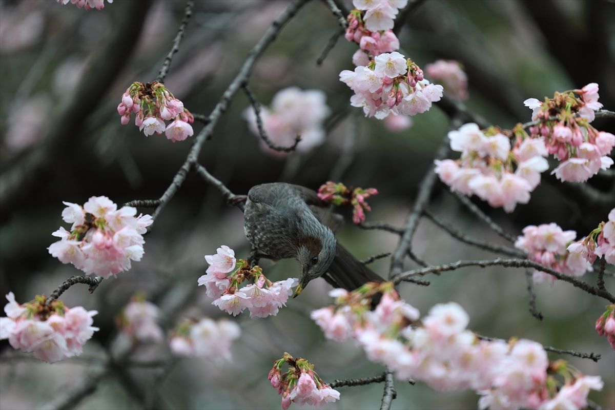 Proljeće u Tokiju: Prekrasni prozori privukli turiste iz raznih krajeva svijeta